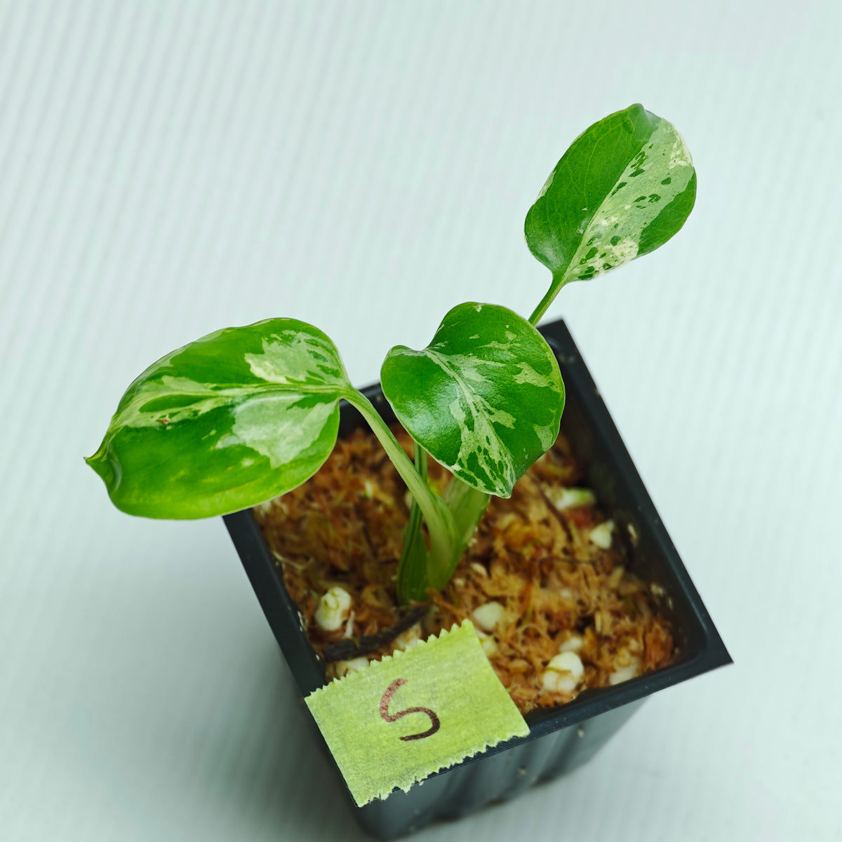 Monstera Bulbasaur