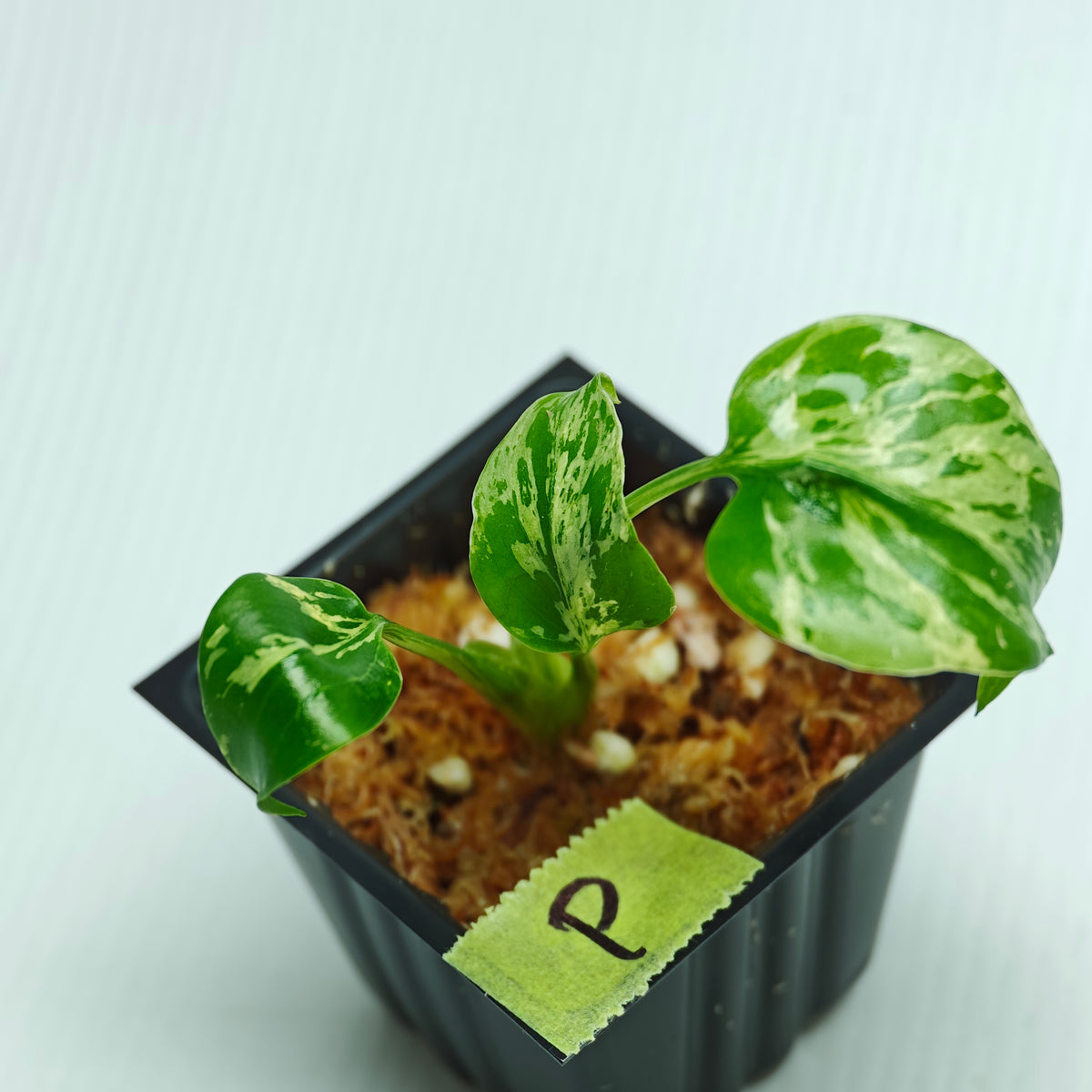 Monstera Bulbasaur