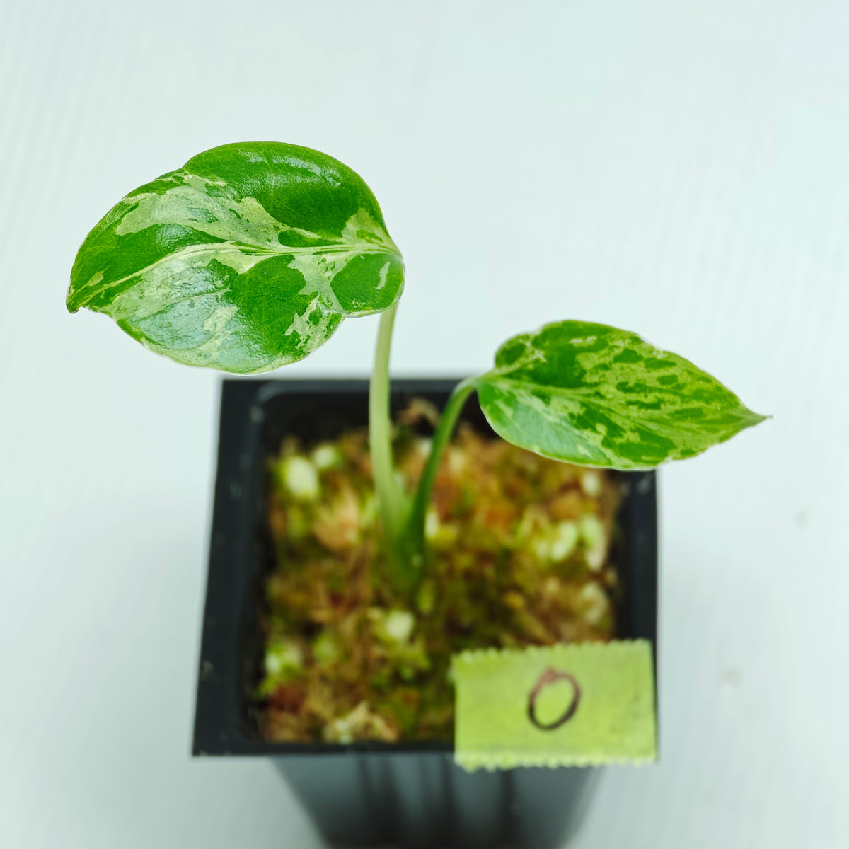 Monstera Bulbasaur