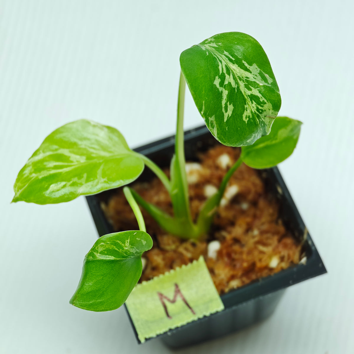 Monstera Bulbasaur