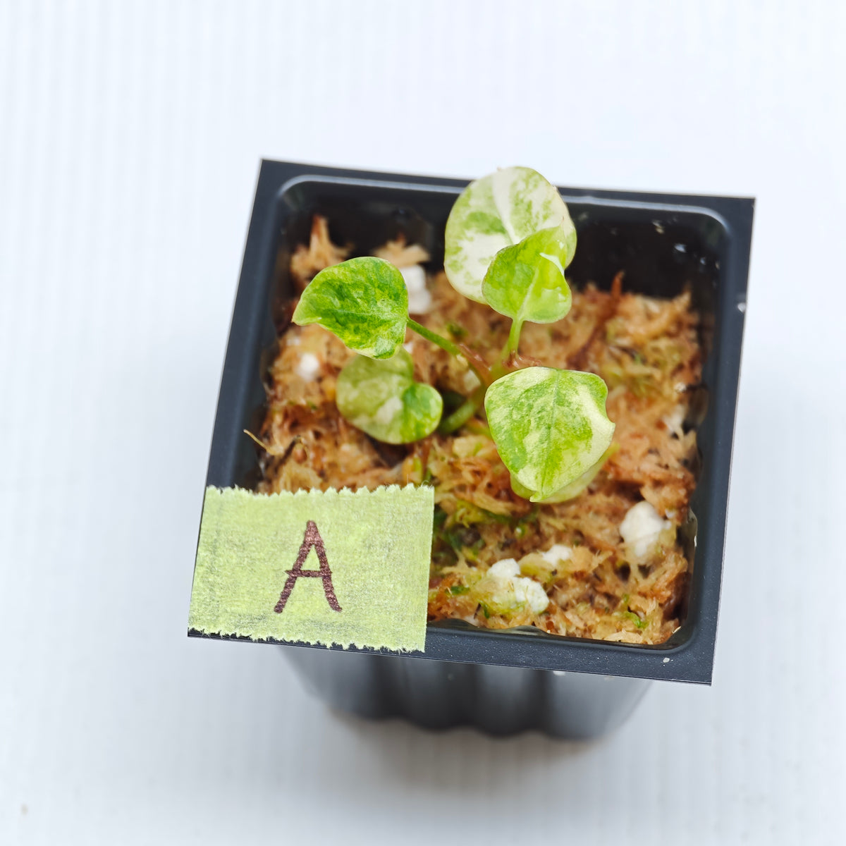 Anthurium papillilaminum x magnificum variegated