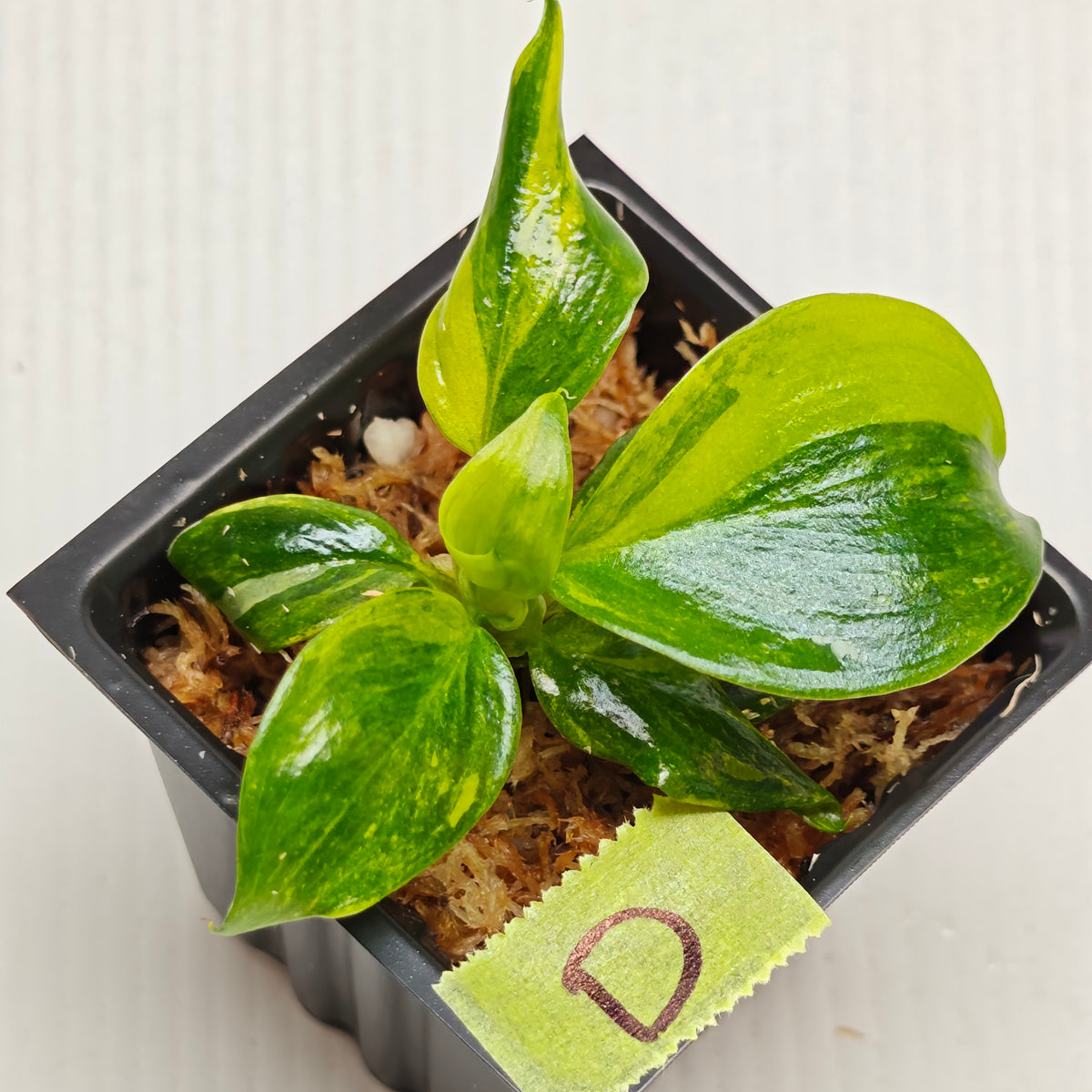Philodendron White Wizard Tricolour