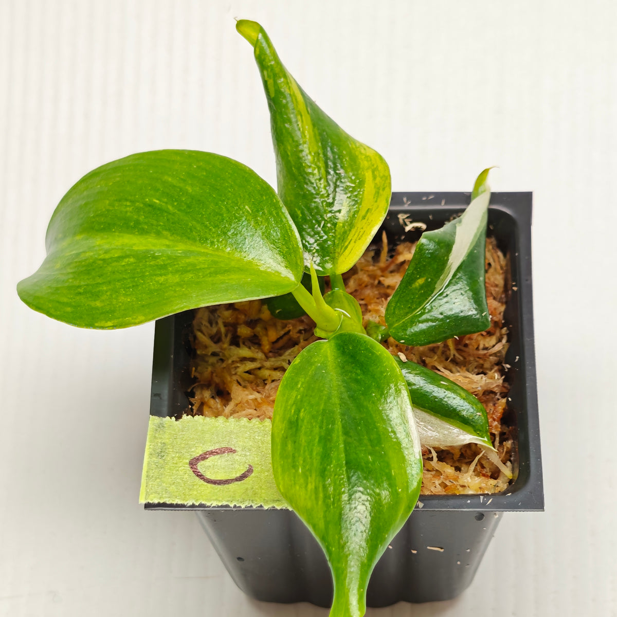Philodendron White Wizard Tricolour