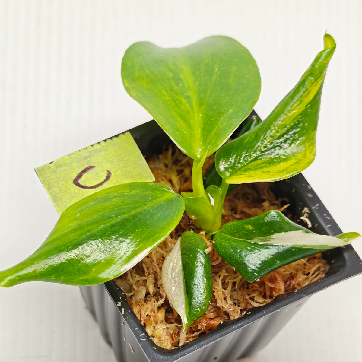 Philodendron White Wizard Tricolour