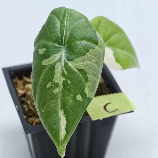 Alocasia Maharani Albo Variegated