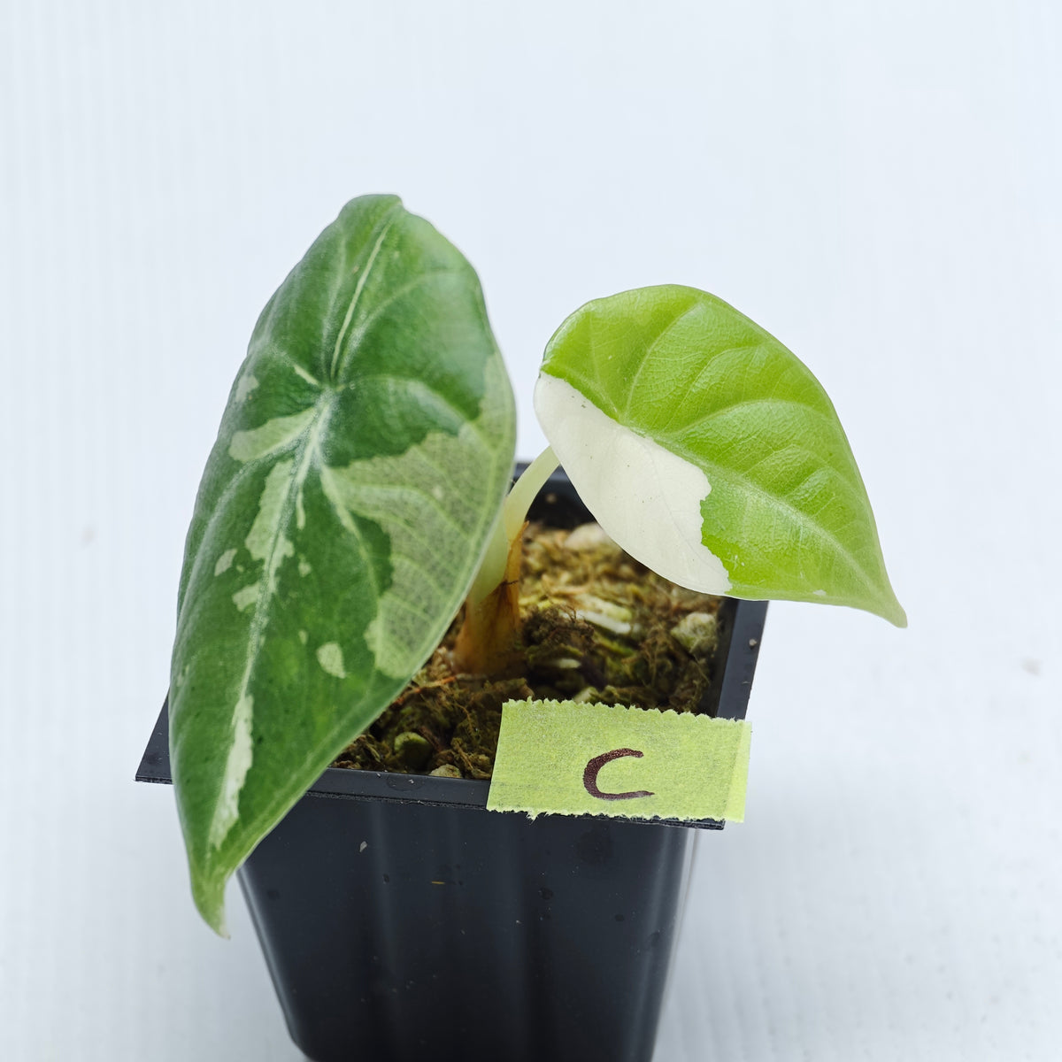 Alocasia Maharani Albo Variegated