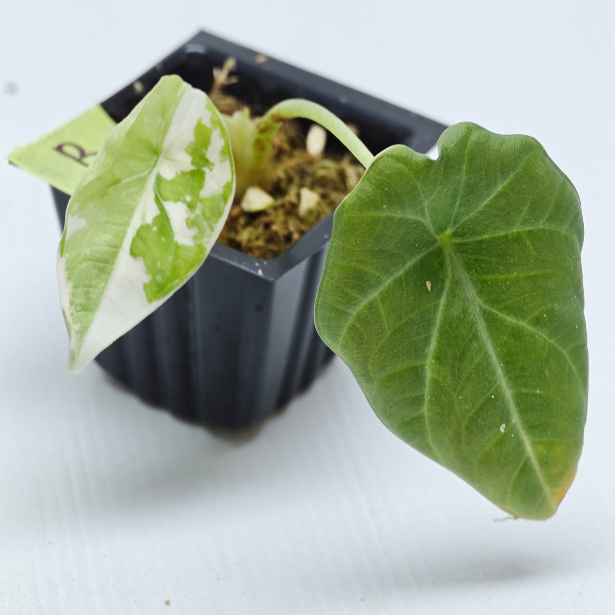 Alocasia Maharani Albo Variegated