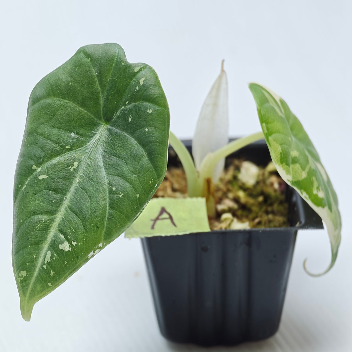 Alocasia Maharani Albo Variegated