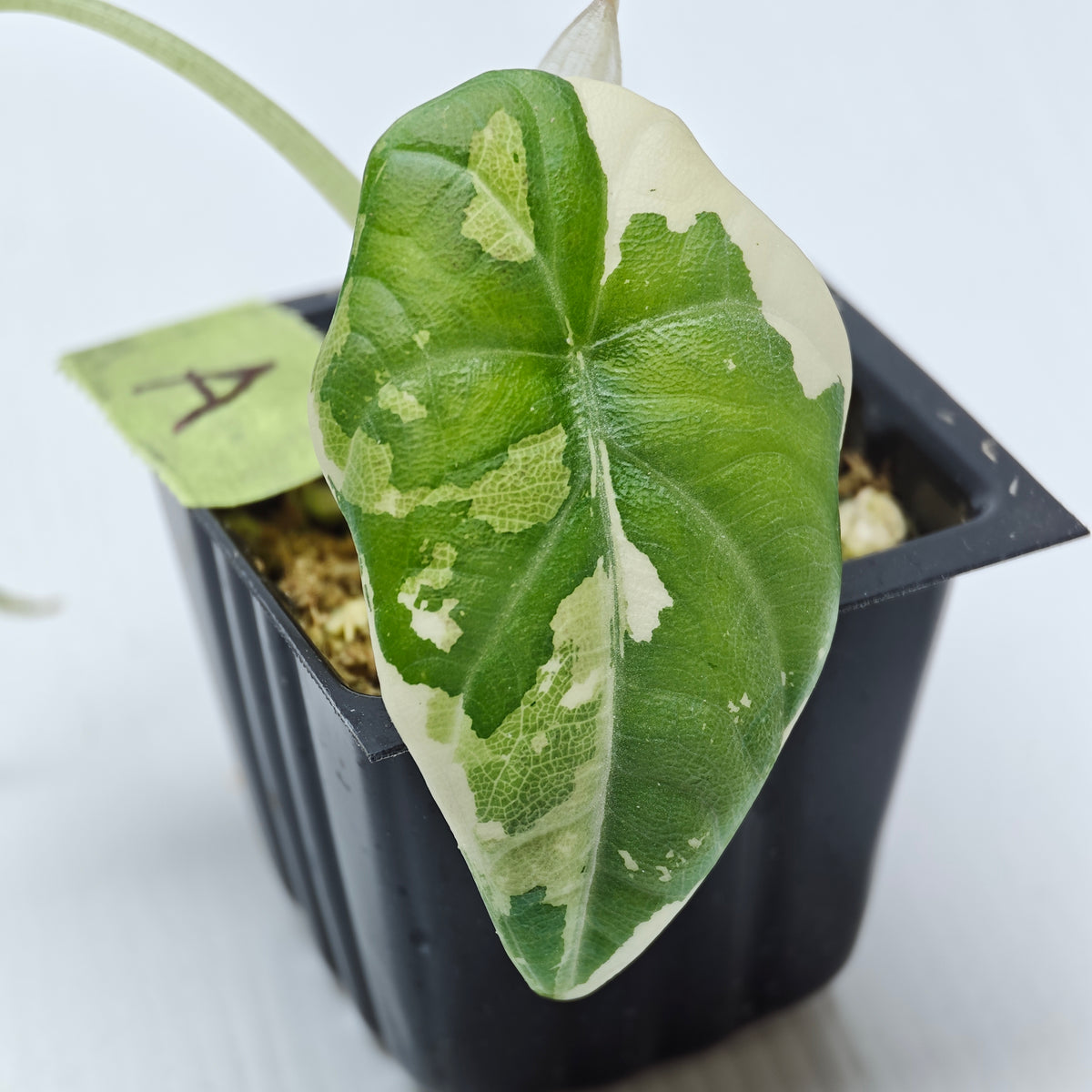 Alocasia Maharani Albo Variegated