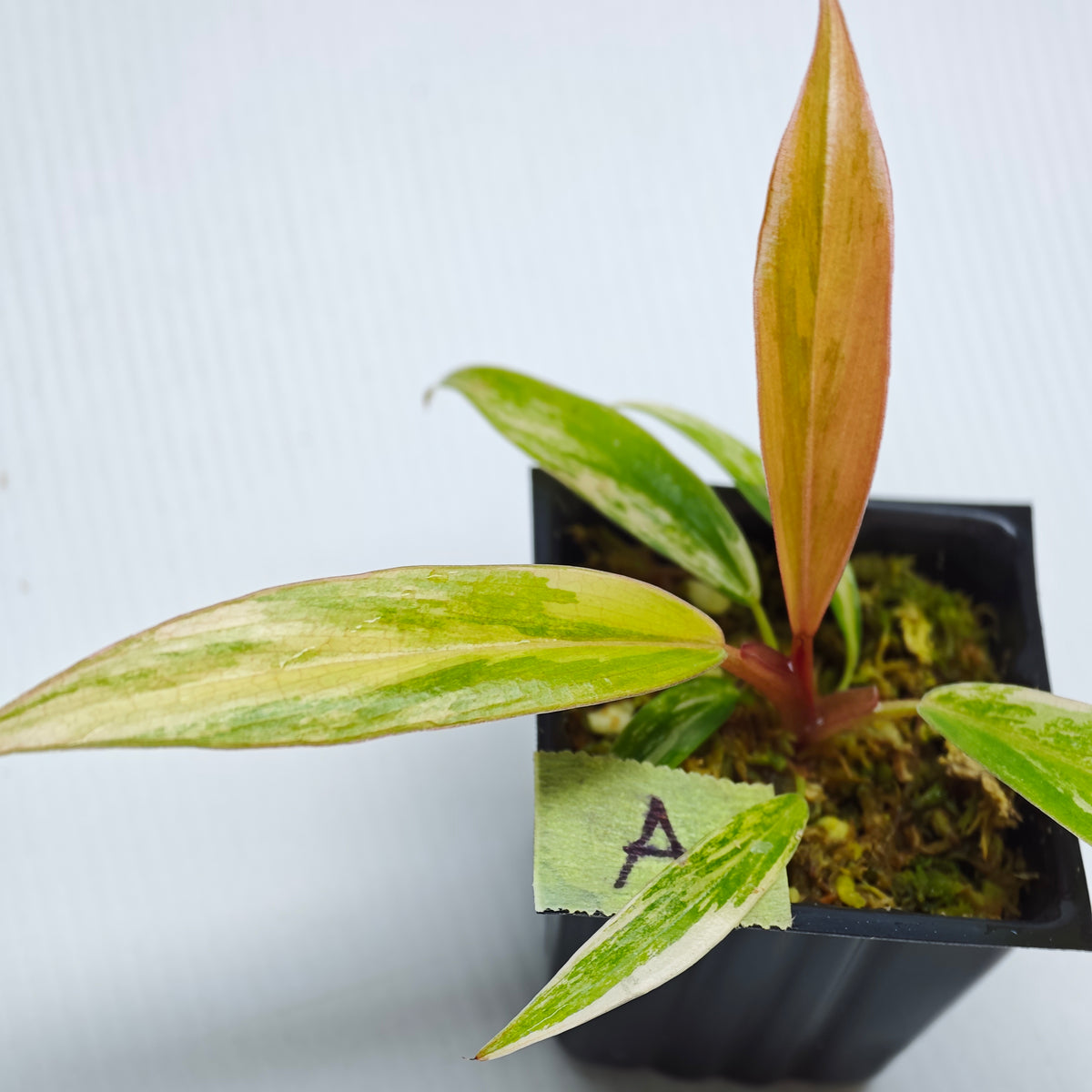 Philodendron Caramel Marble