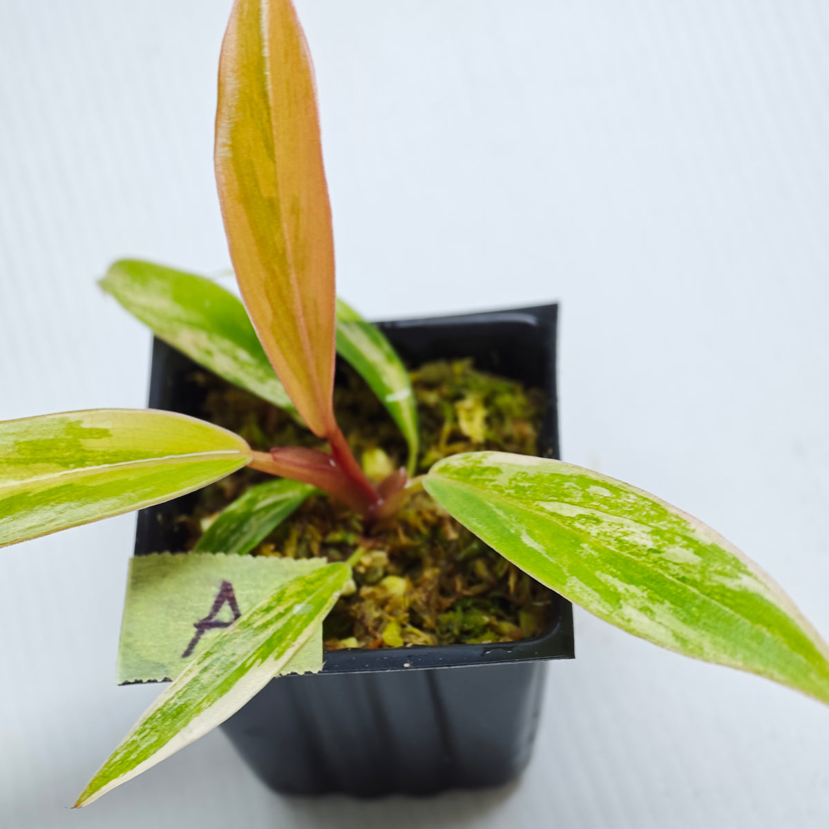 Philodendron Caramel Marble