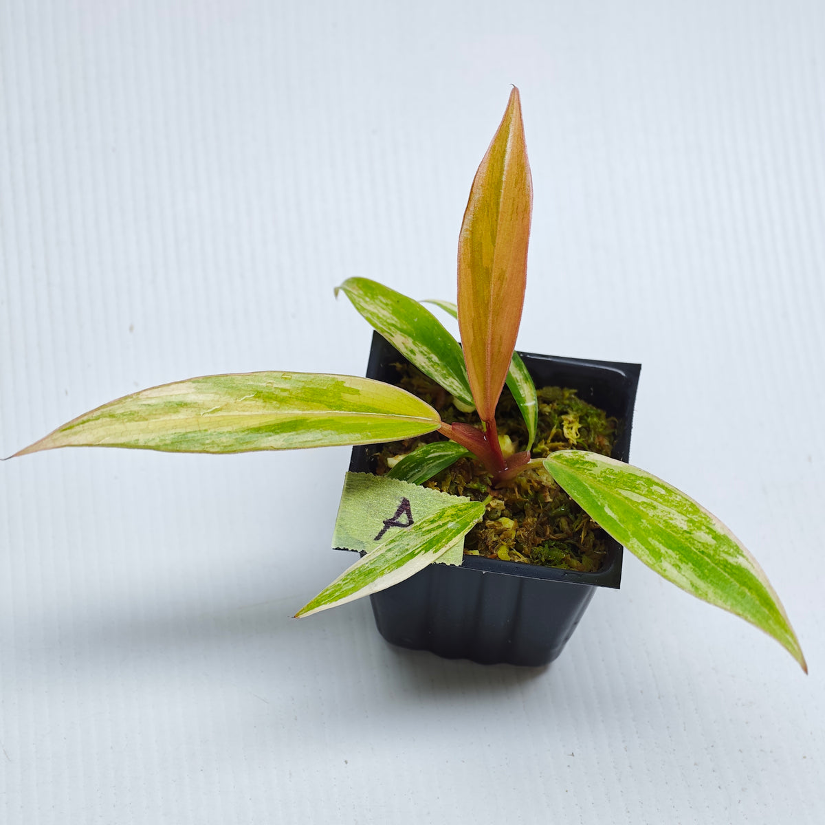 Philodendron Caramel Marble