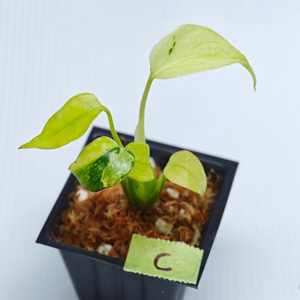 Monstera Electrolyte