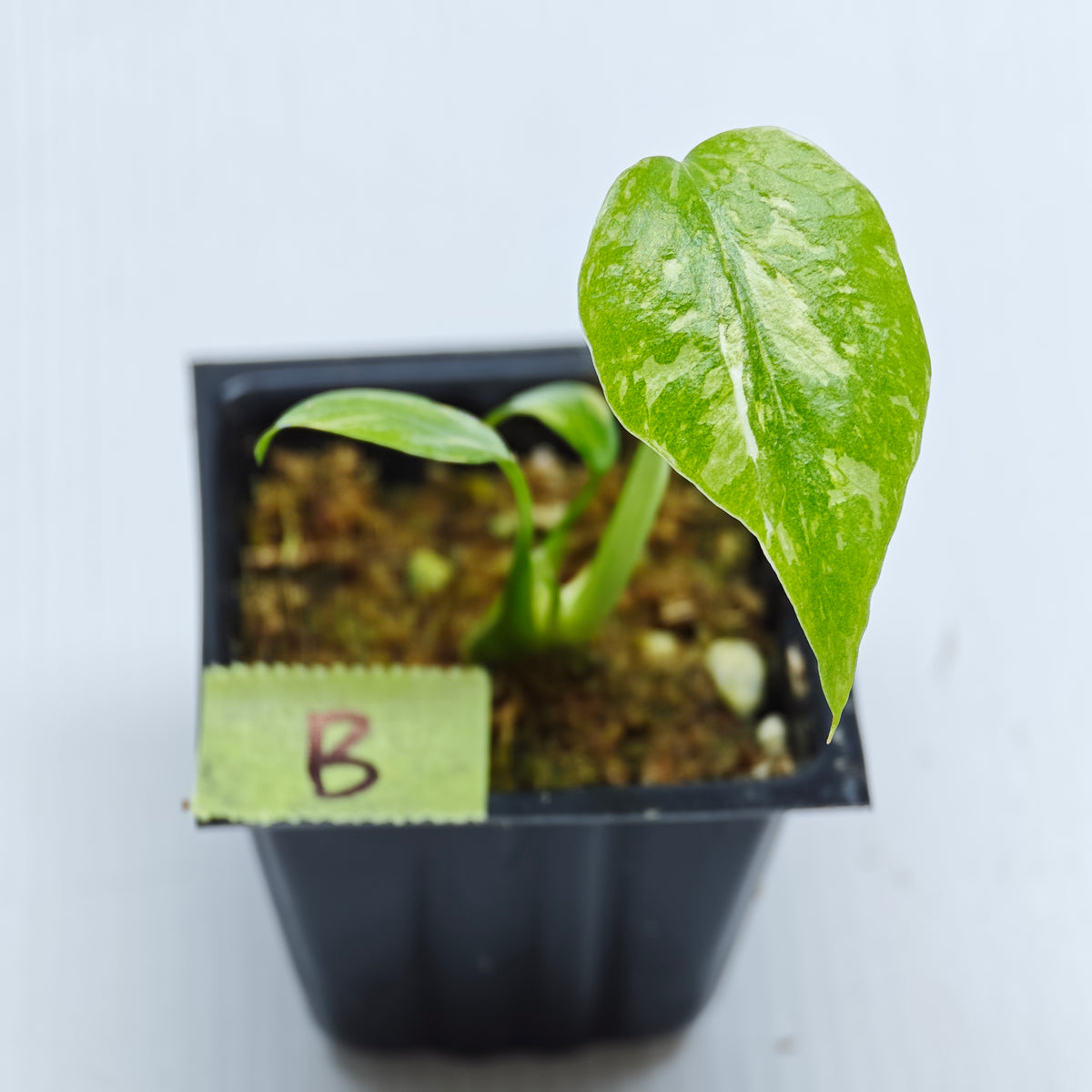 Monstera Electrolyte