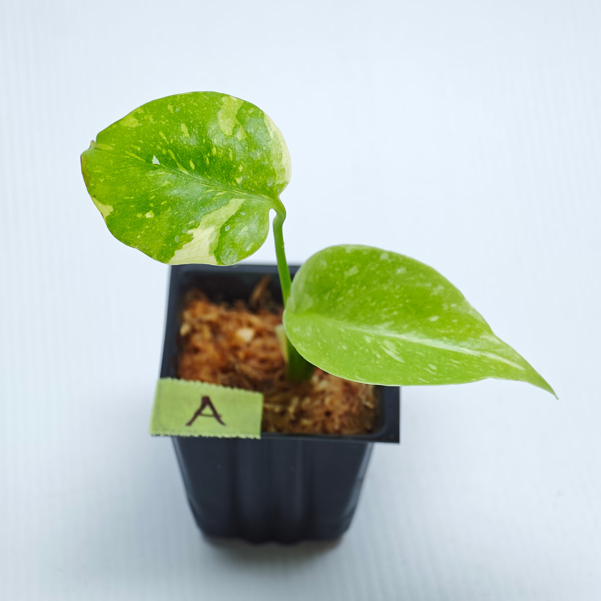 Monstera Electrolyte