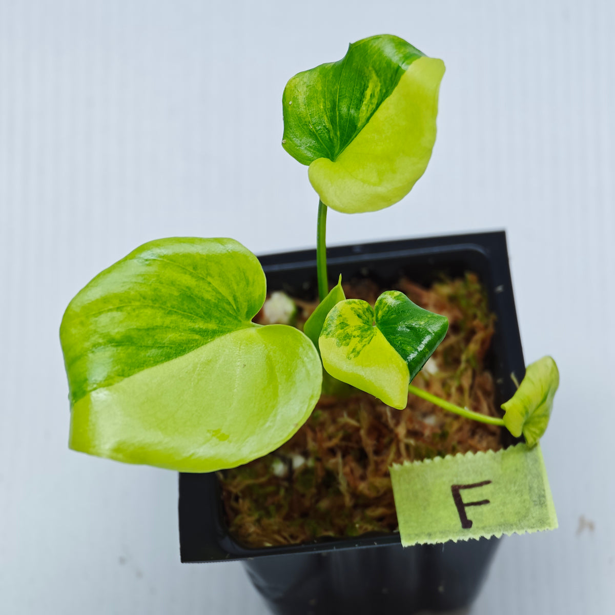 Philodendron selloum variegated