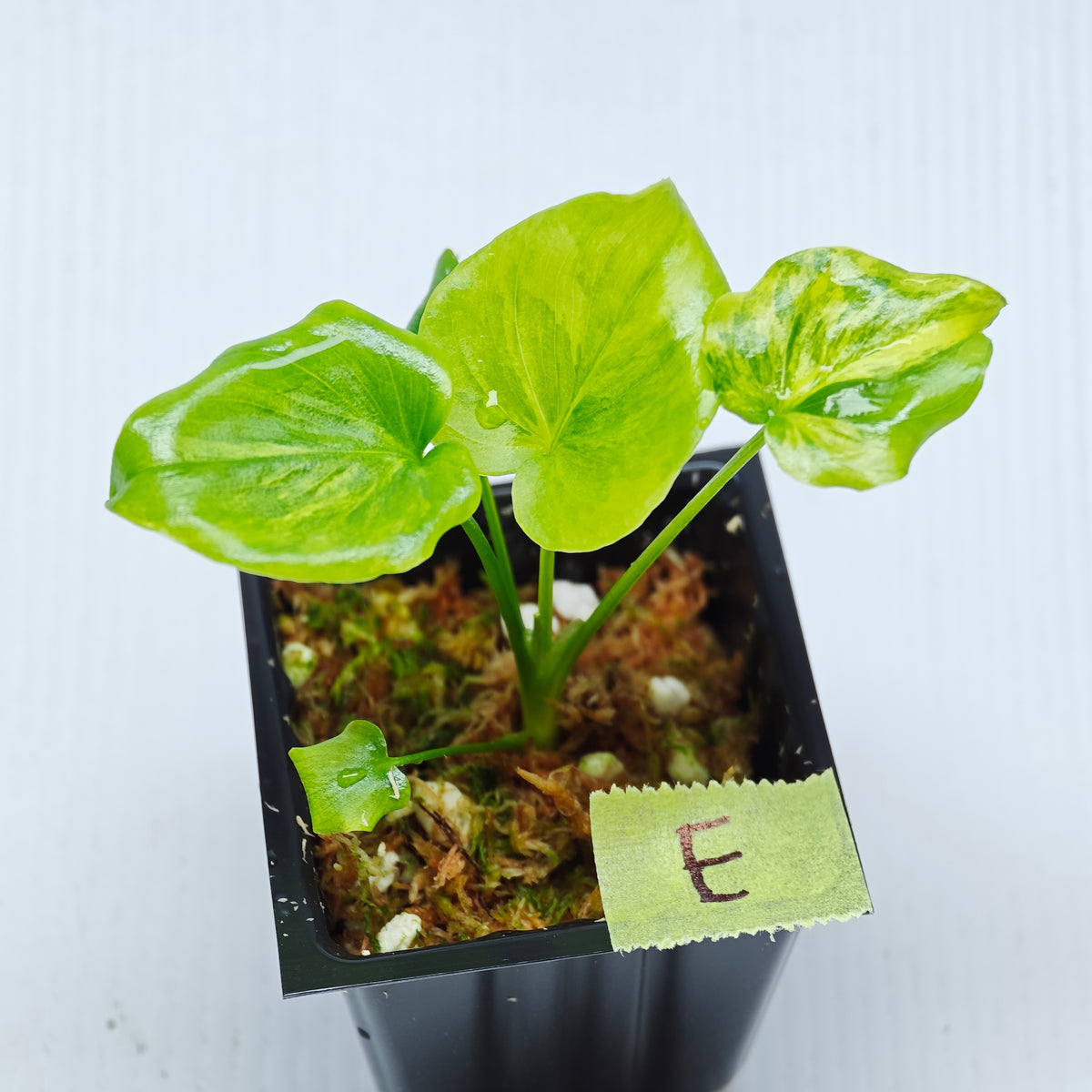 Philodendron selloum variegated