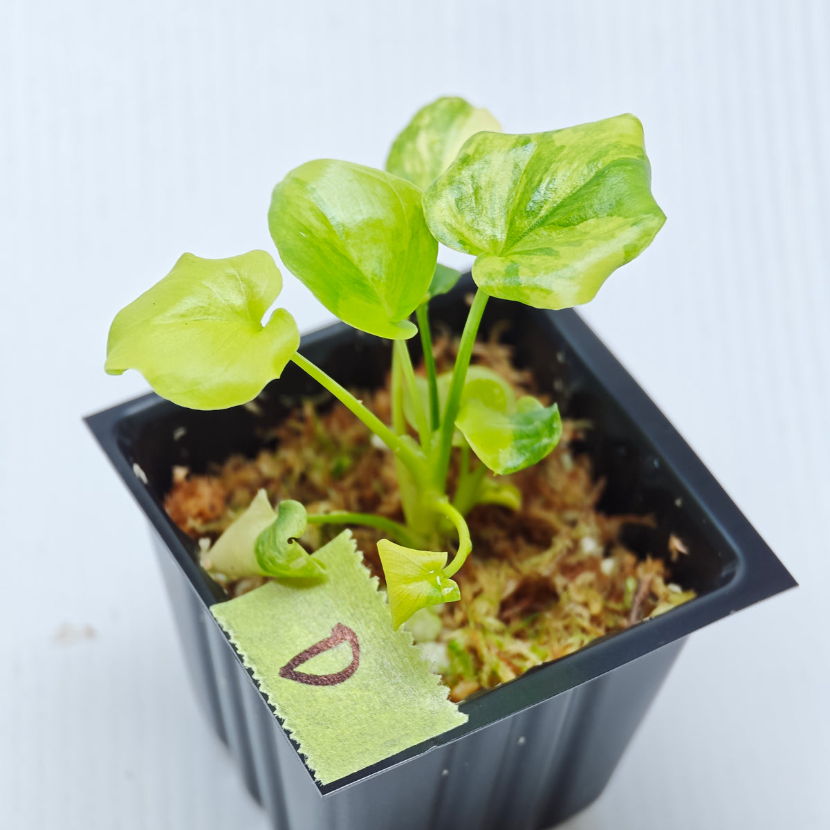 Philodendron selloum variegated