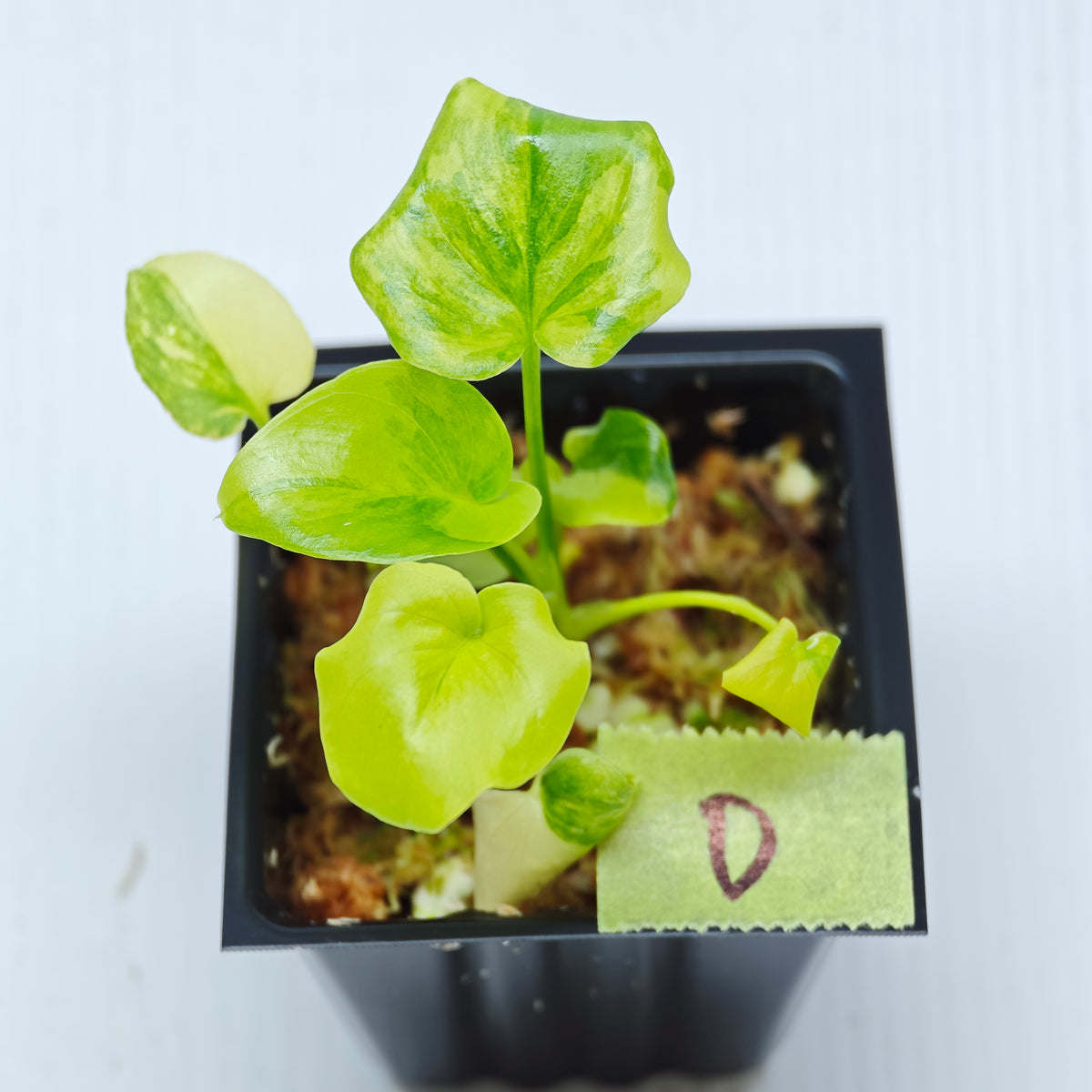 Philodendron selloum variegated