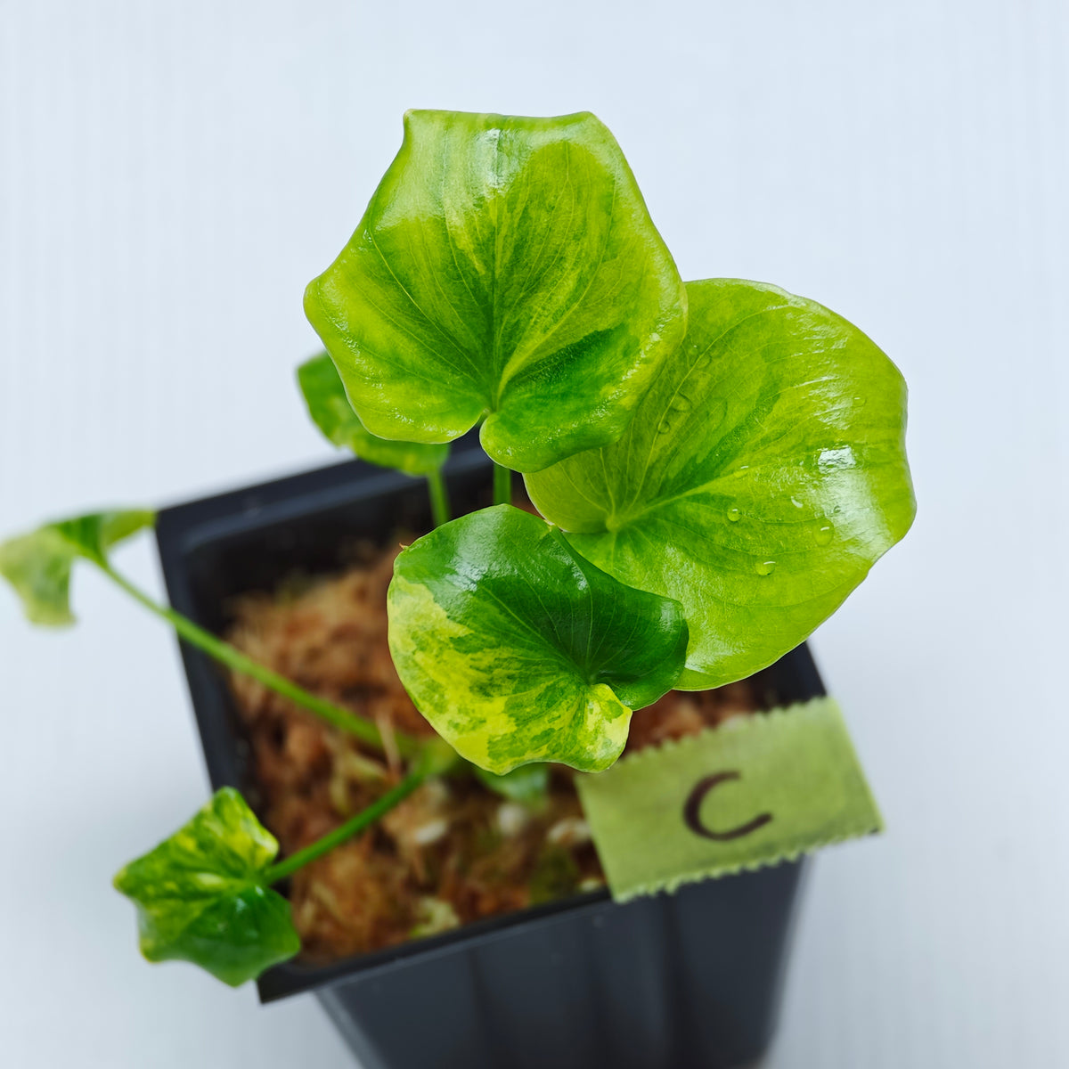 Philodendron selloum variegated