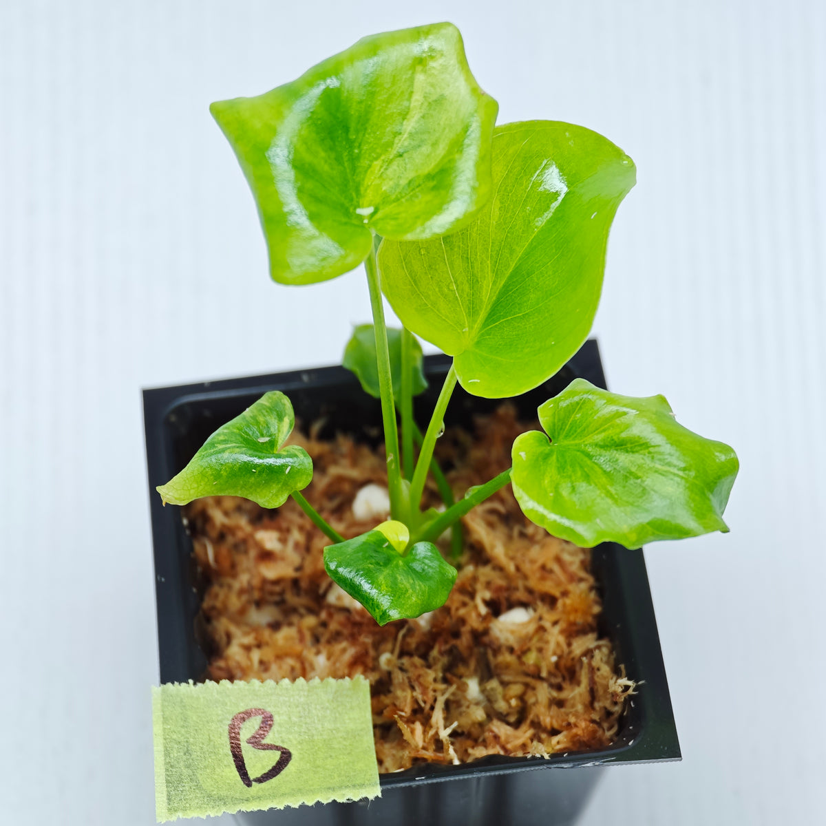 Philodendron selloum variegated