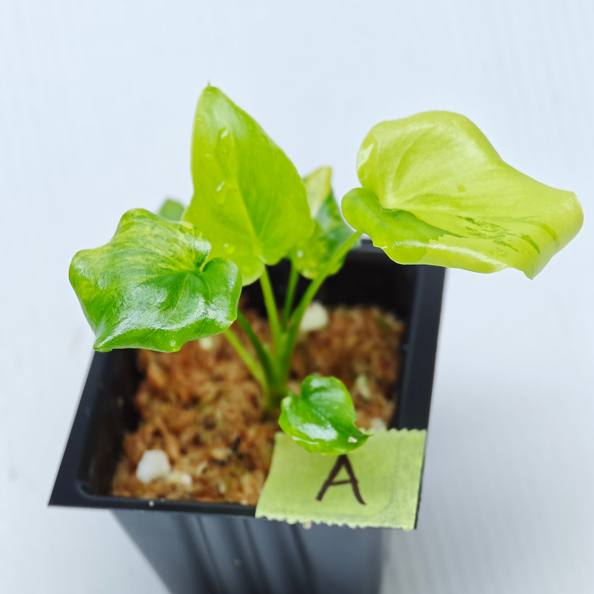 Philodendron selloum variegated