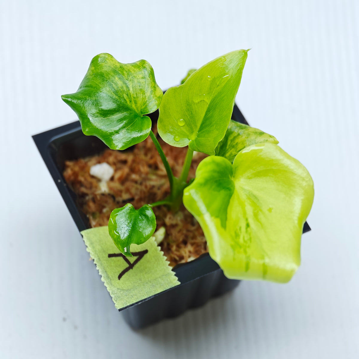 Philodendron selloum variegated