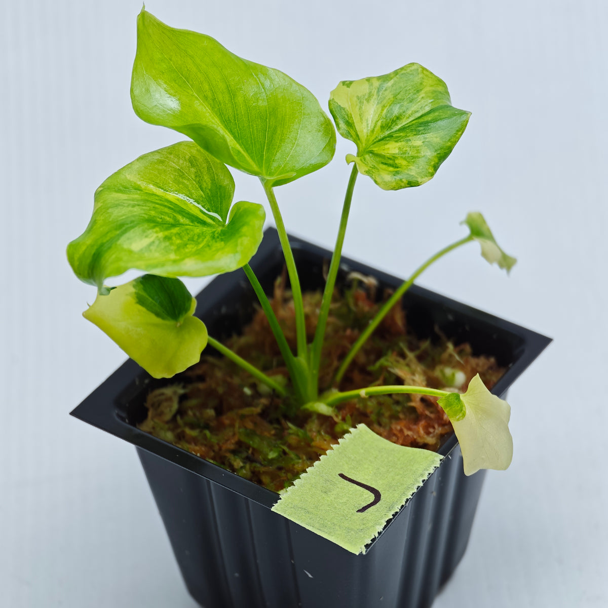 Philodendron selloum variegated
