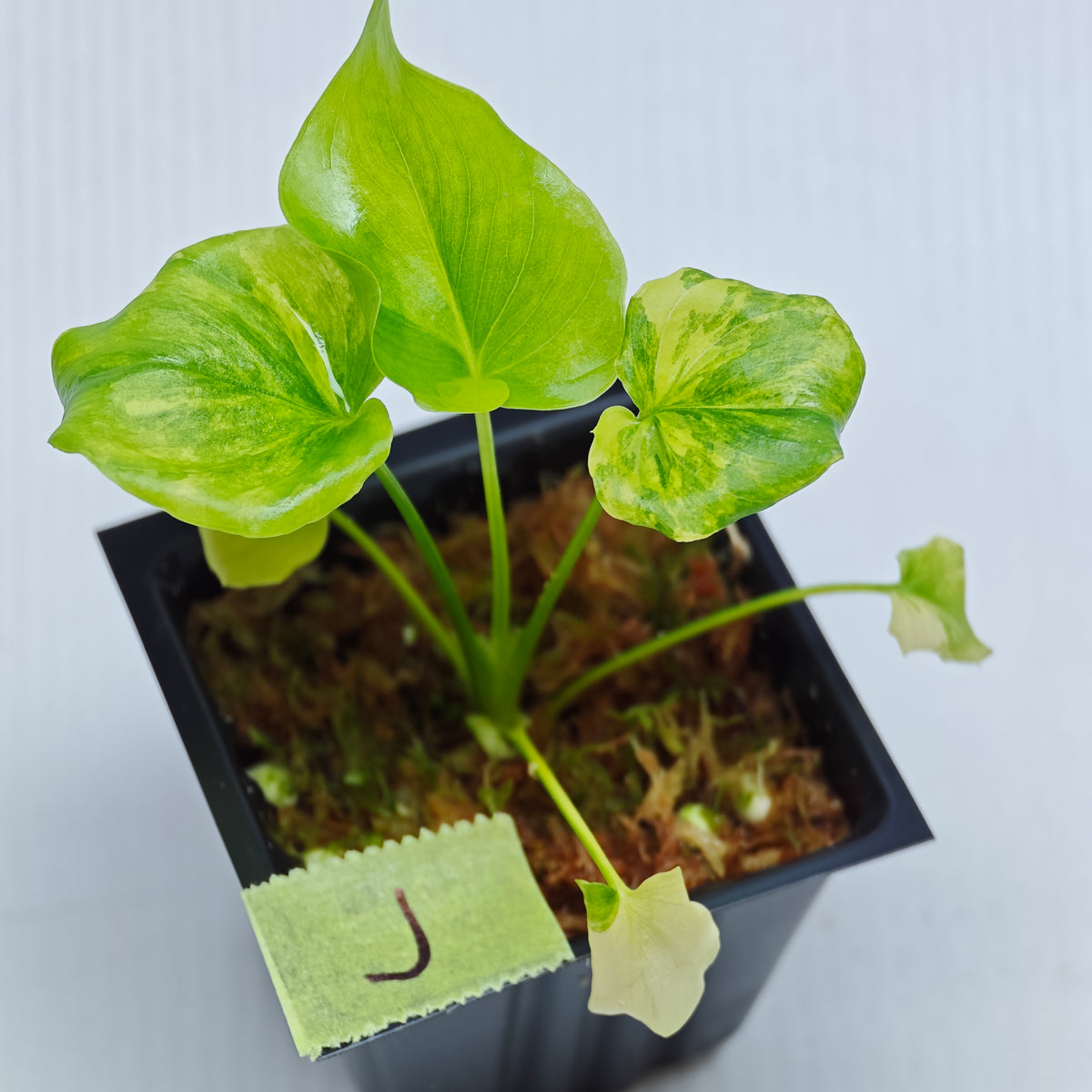 Philodendron selloum variegated