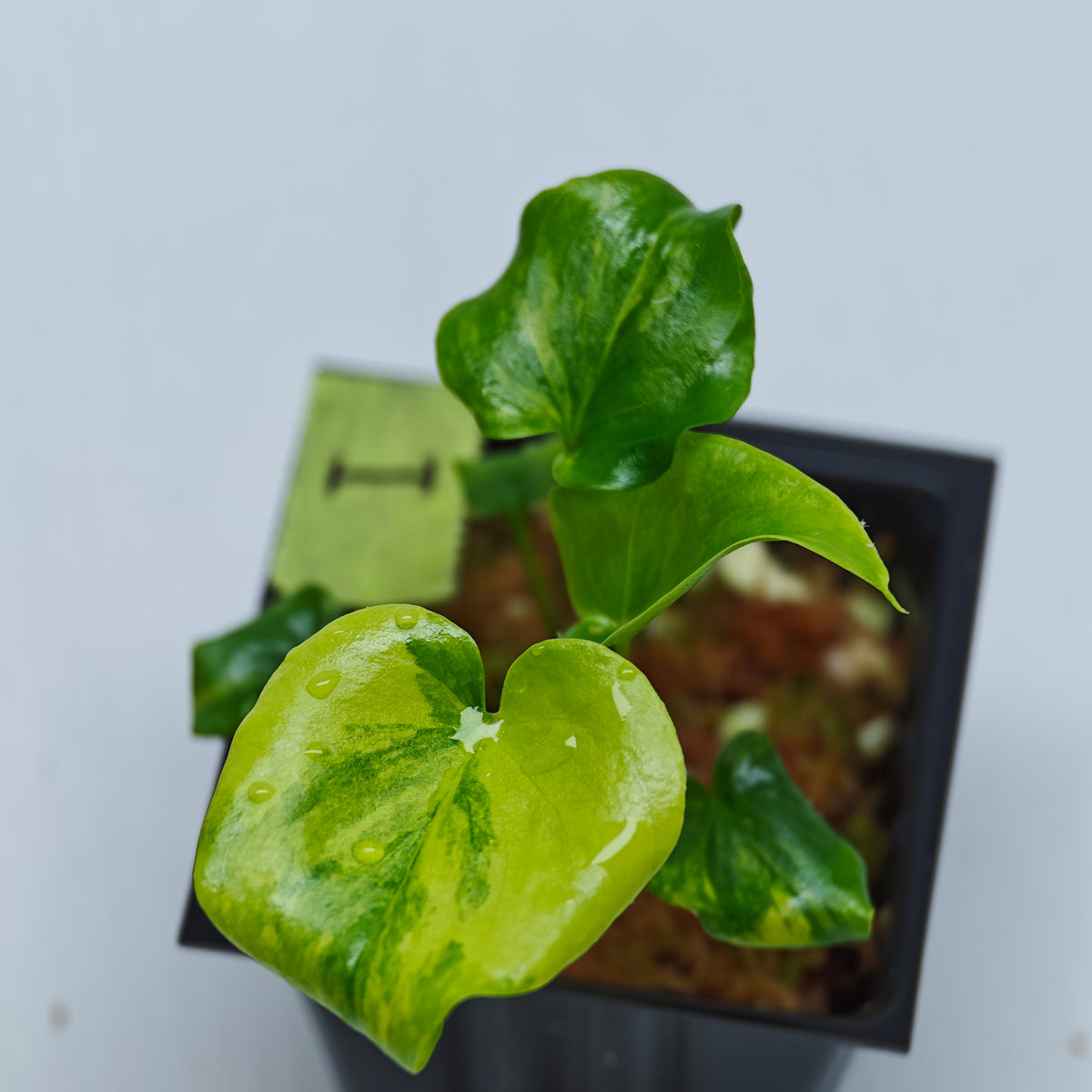 Philodendron selloum variegated