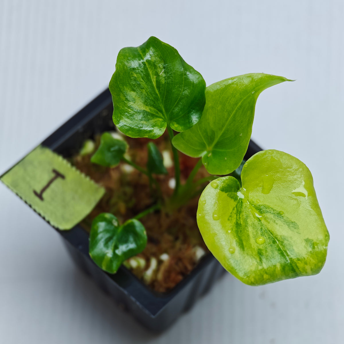 Philodendron selloum variegated