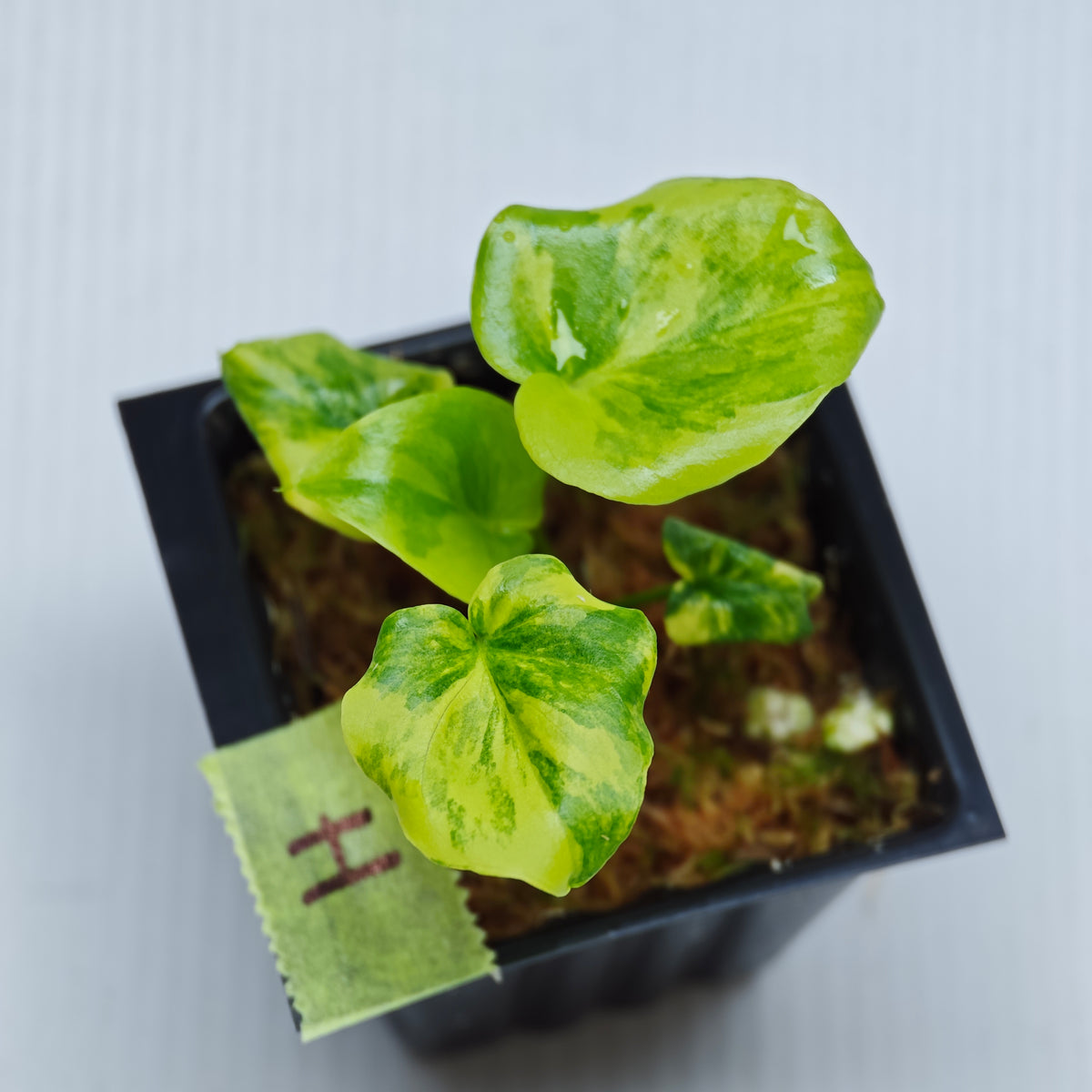 Philodendron selloum variegated