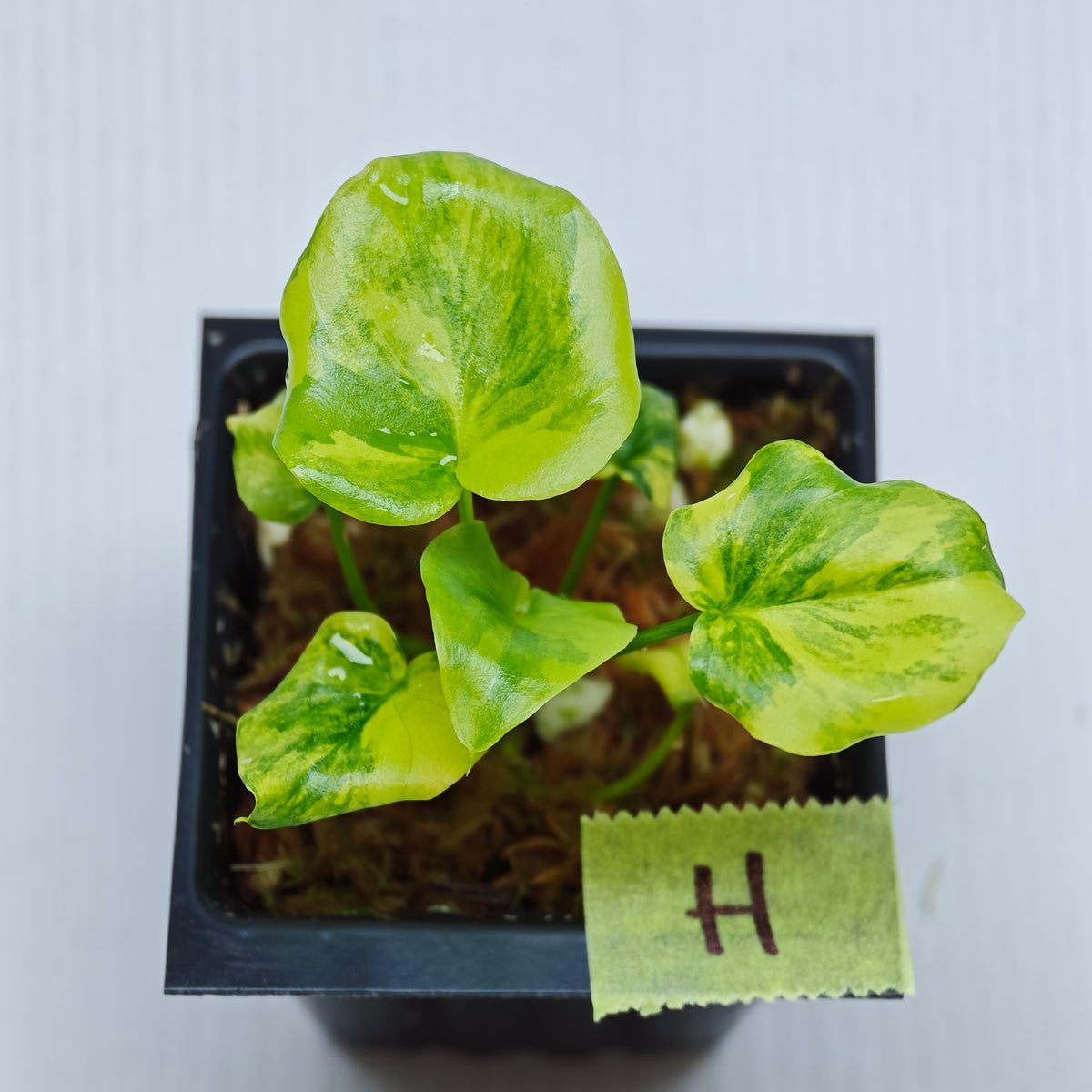 Philodendron selloum variegated