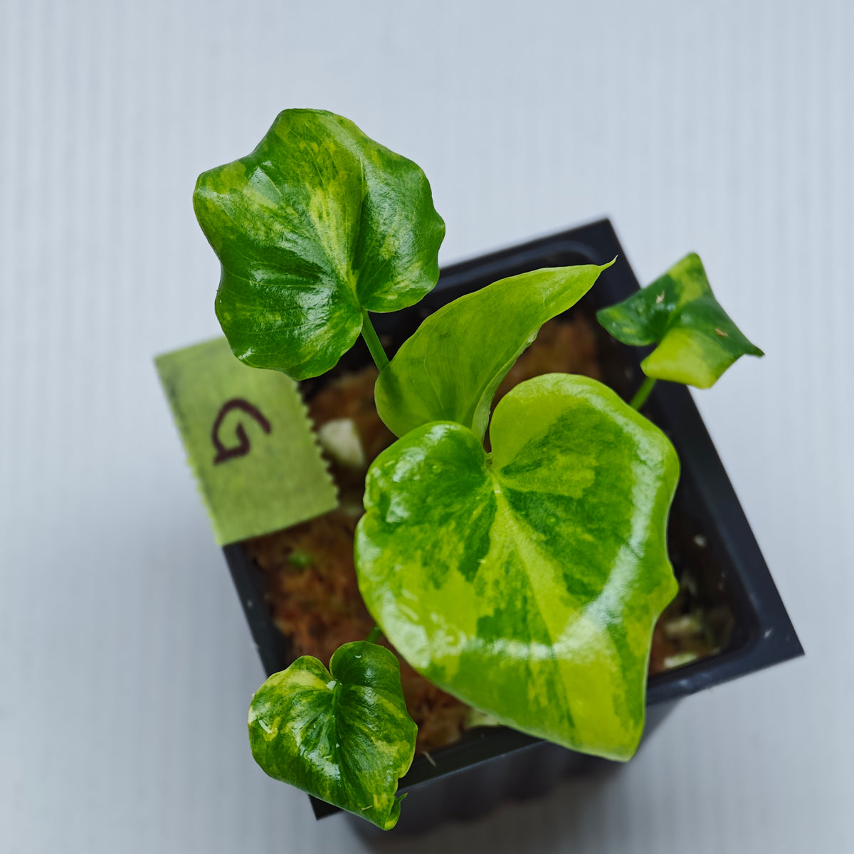 Philodendron selloum variegated