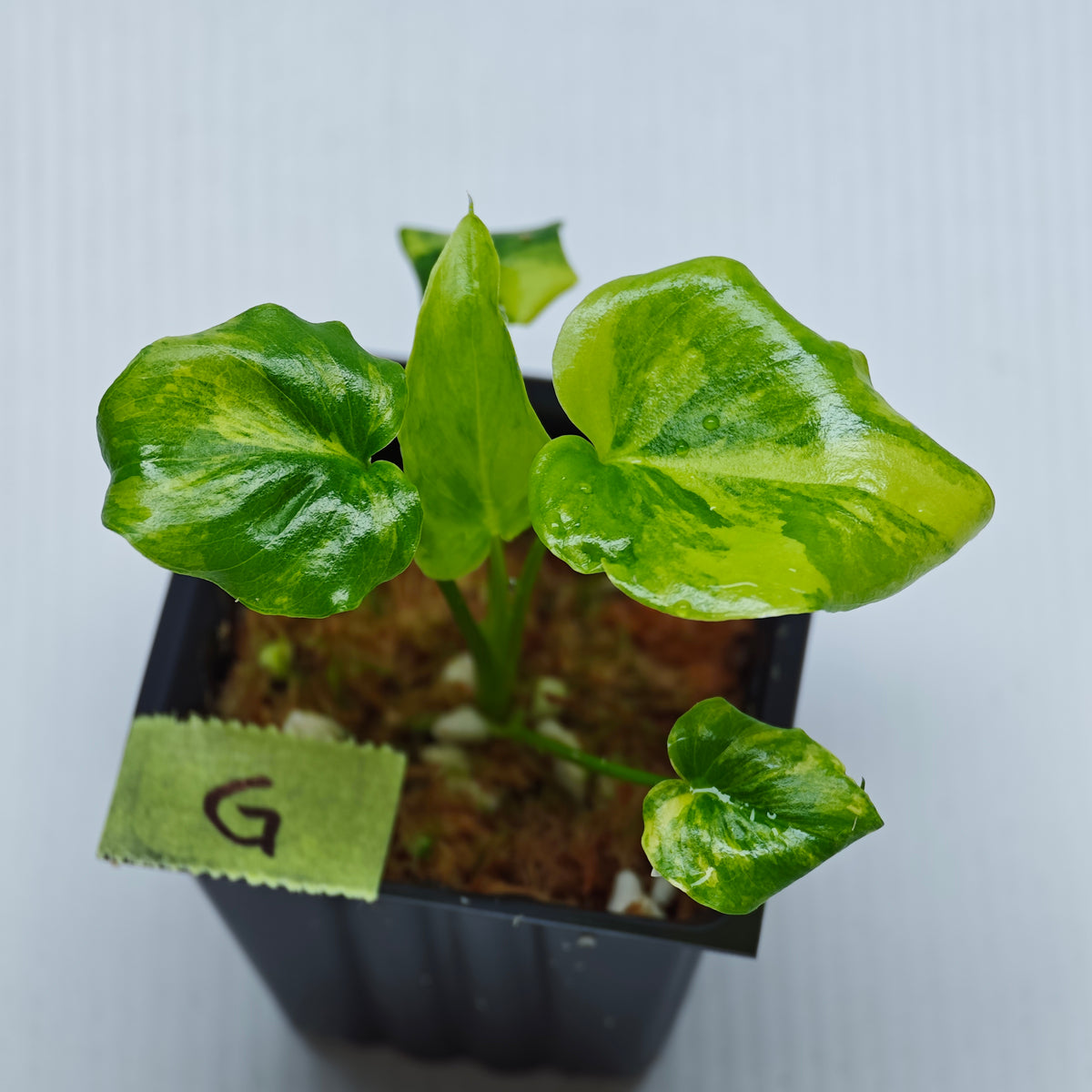 Philodendron selloum variegated