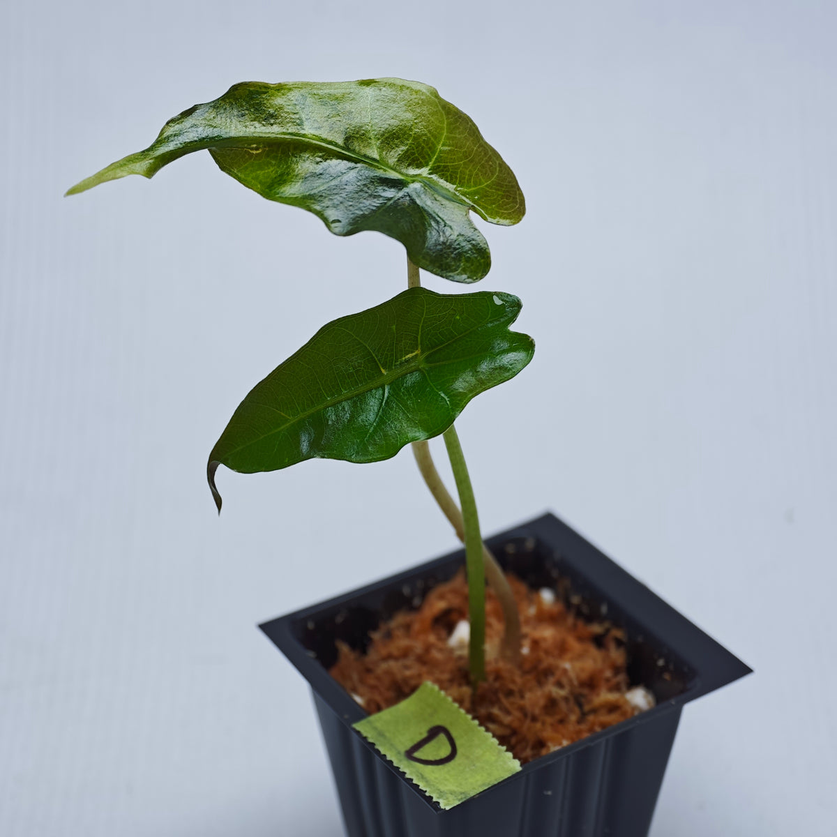 Alocasia sanderiana Bull Aurea Variegated
