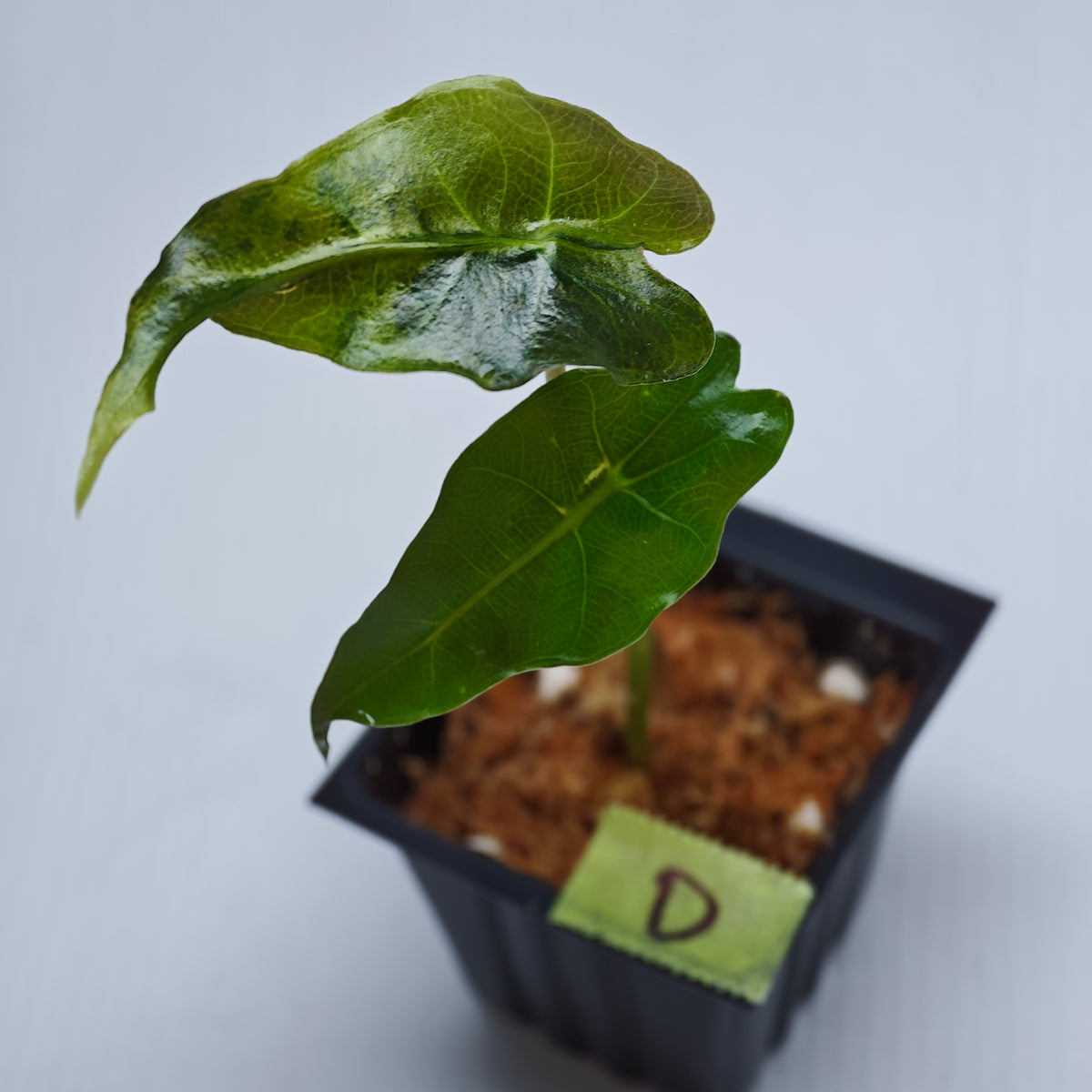 Alocasia sanderiana Bull Aurea Variegated