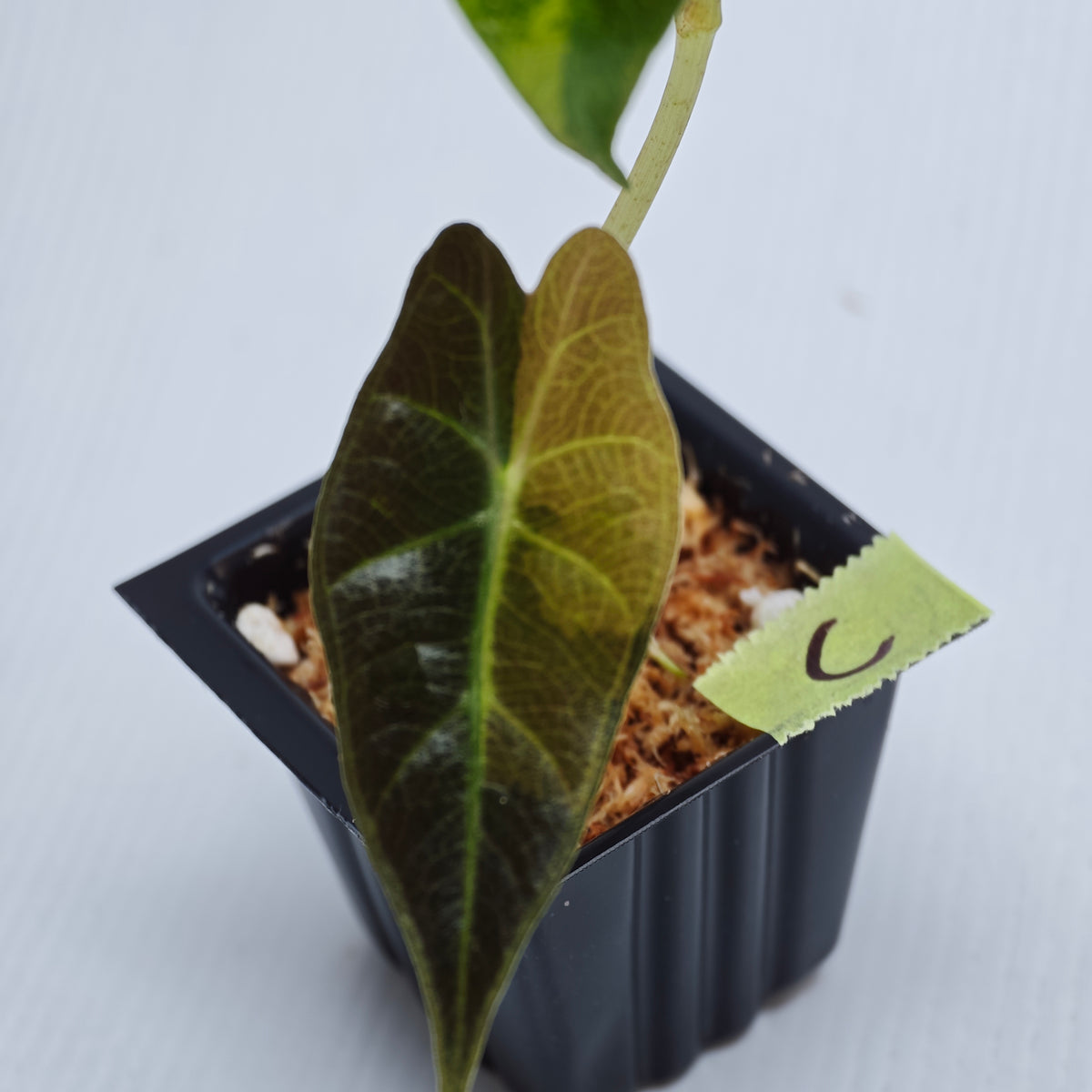 Alocasia sanderiana Bull Aurea Variegated