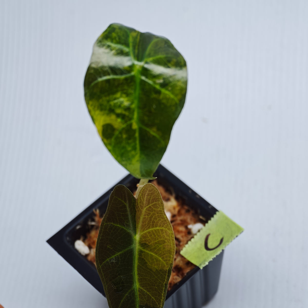 Alocasia sanderiana Bull Aurea Variegated