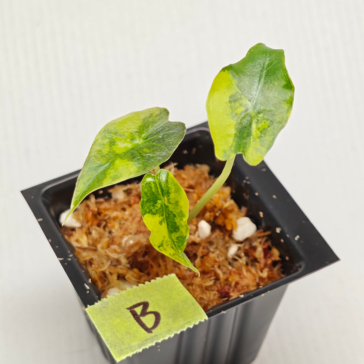 Alocasia sanderiana Bull Aurea Variegated