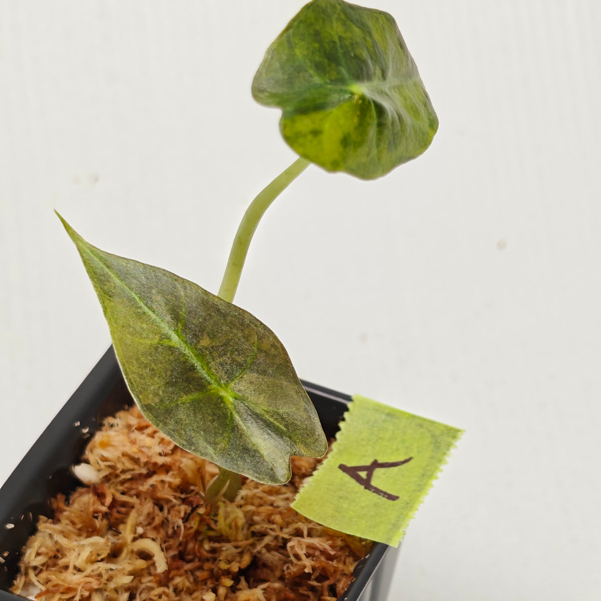 Alocasia sanderiana Bull Aurea Variegated