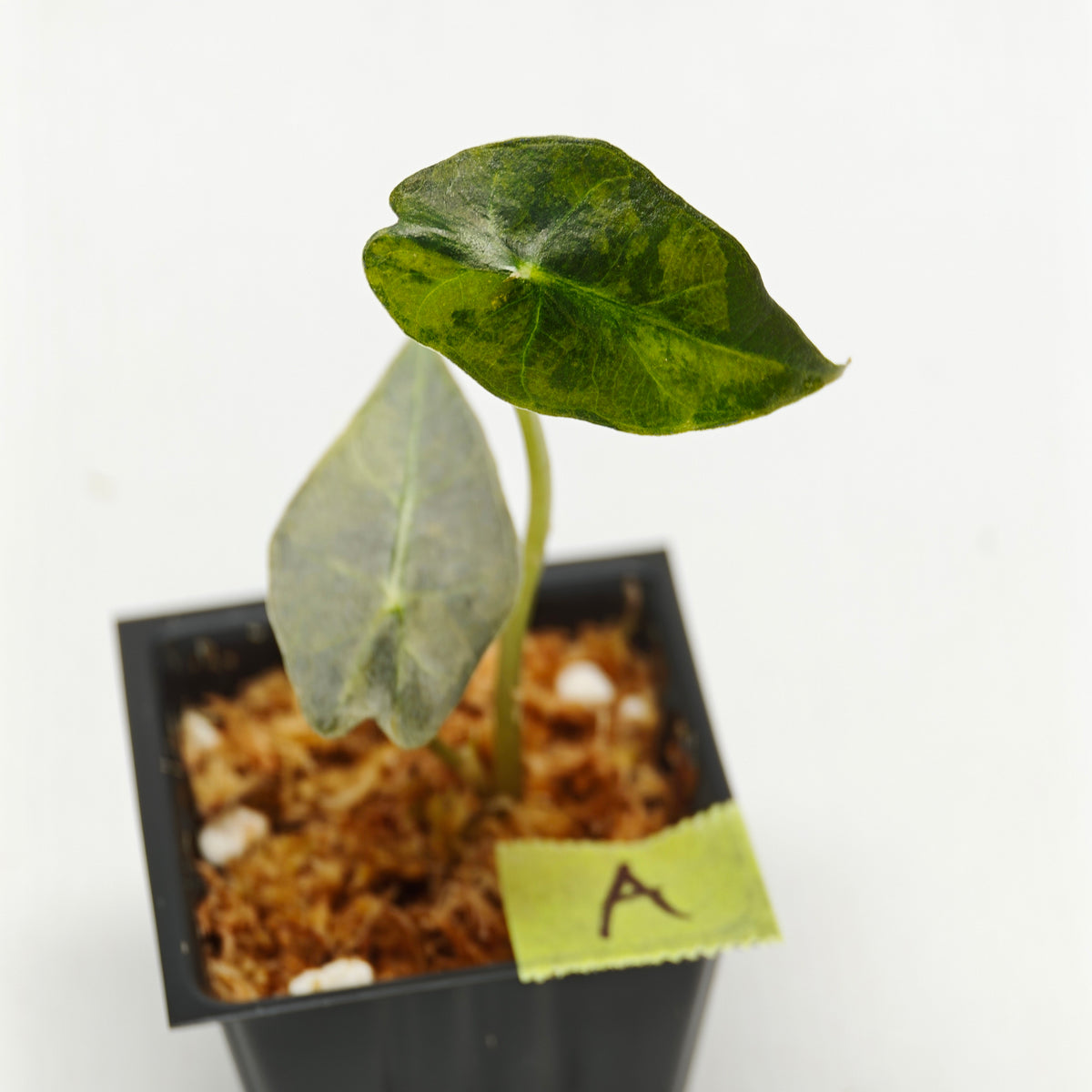 Alocasia sanderiana Bull Aurea Variegated