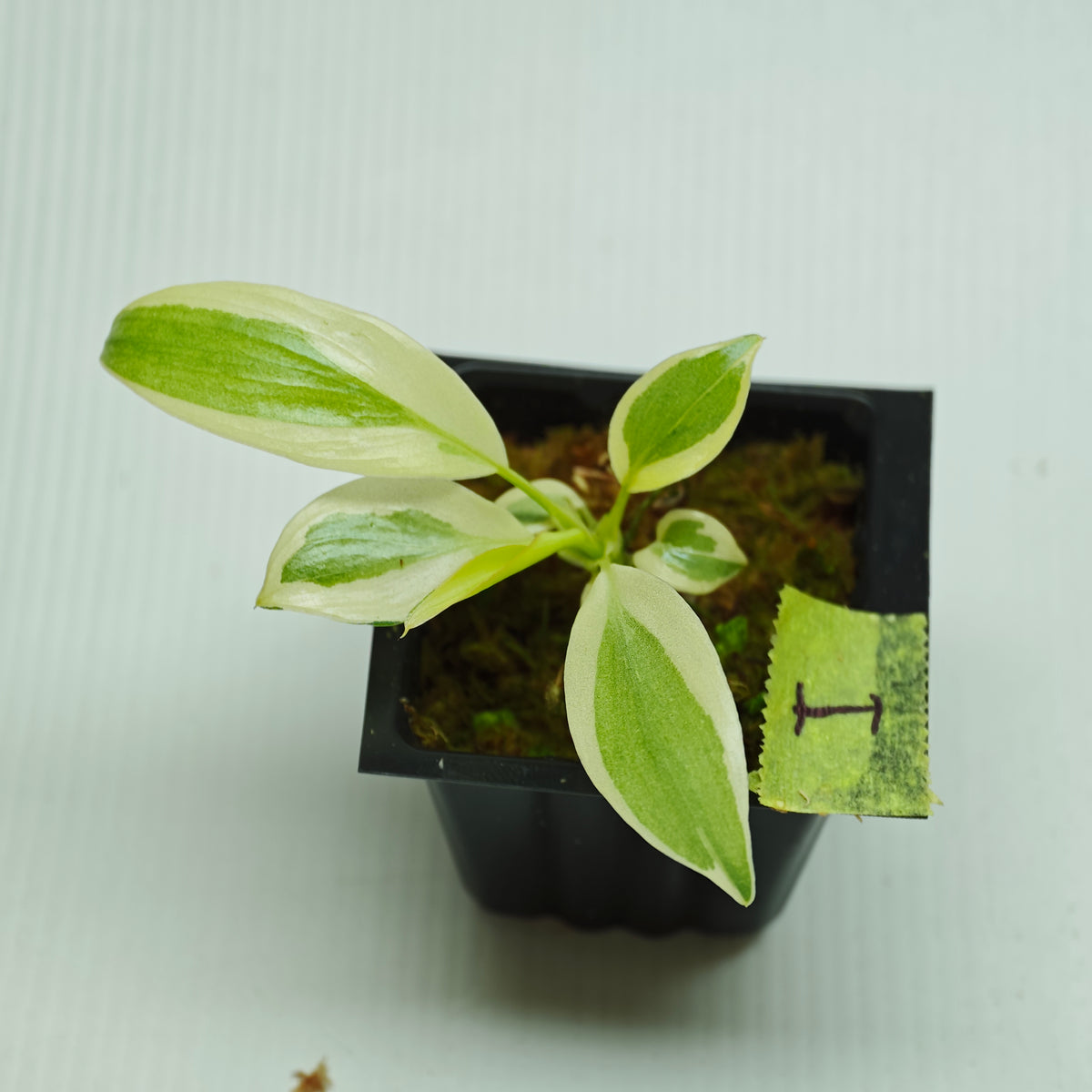Philodendron longilobatum Albo Variegated