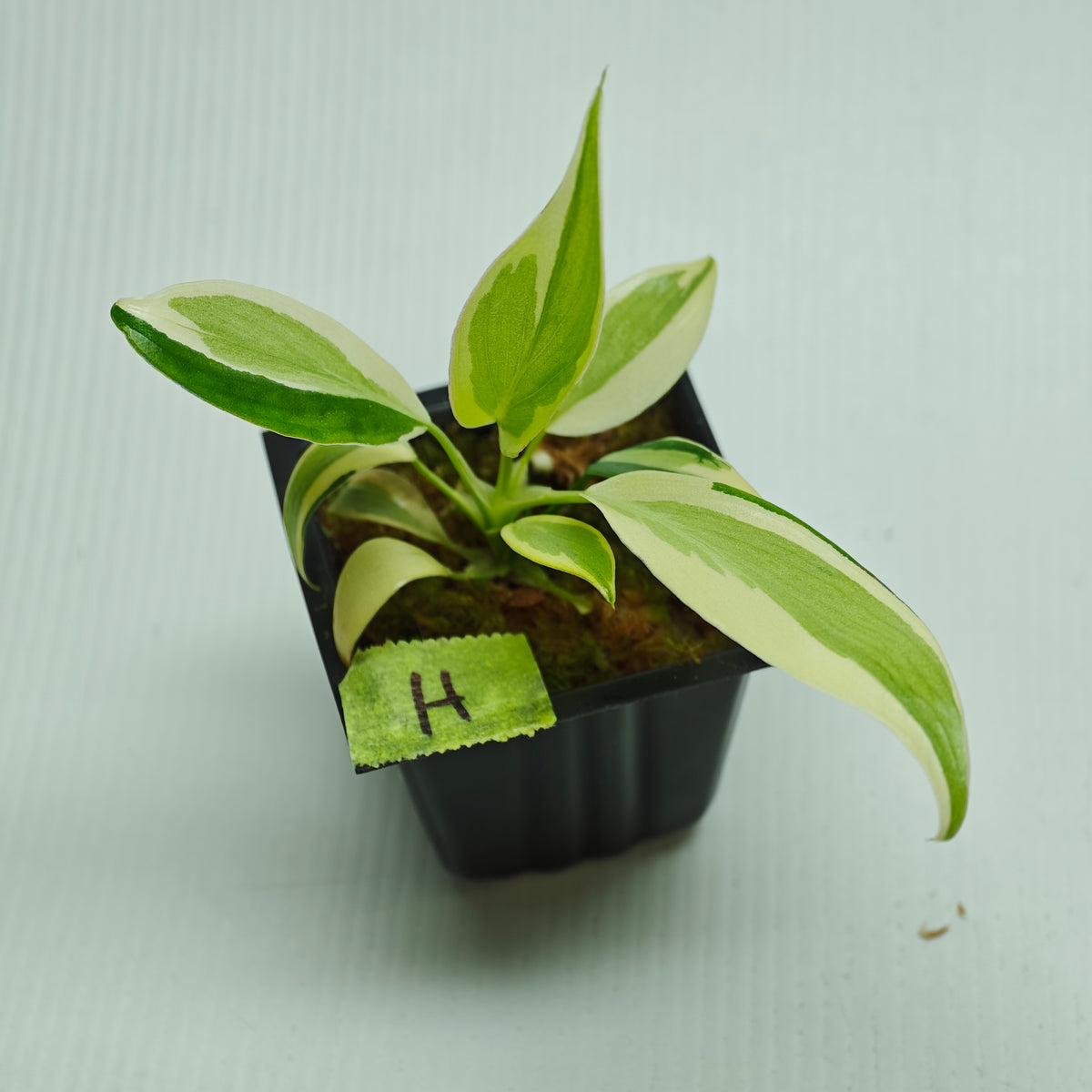 Philodendron longilobatum Albo Variegated