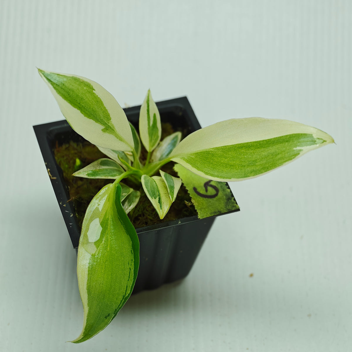 Philodendron longilobatum Albo Variegated