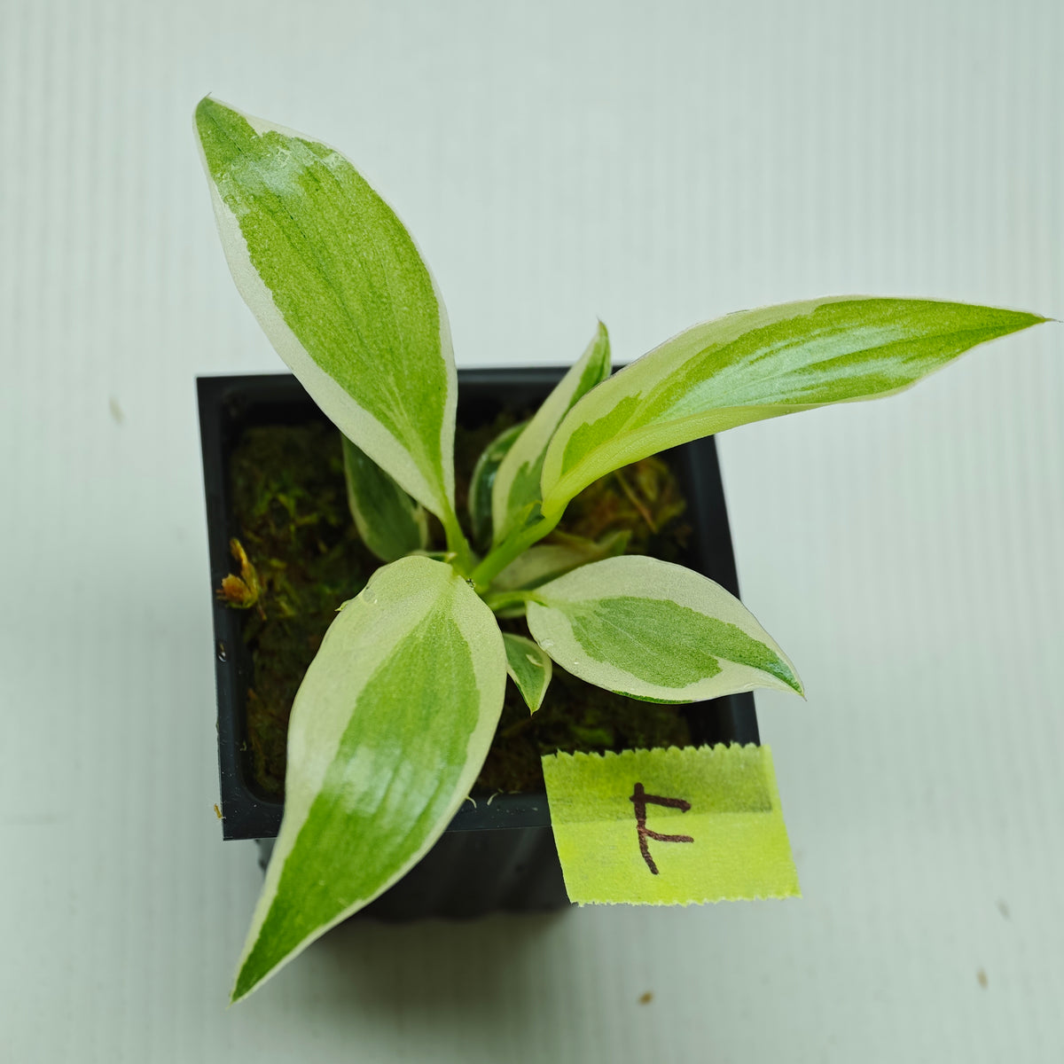 Philodendron longilobatum Albo Variegated
