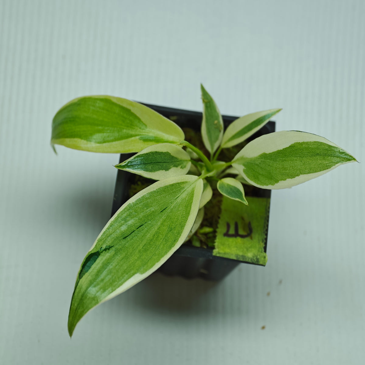 Philodendron longilobatum Albo Variegated