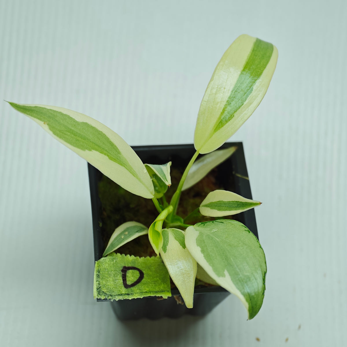 Philodendron longilobatum Albo Variegated
