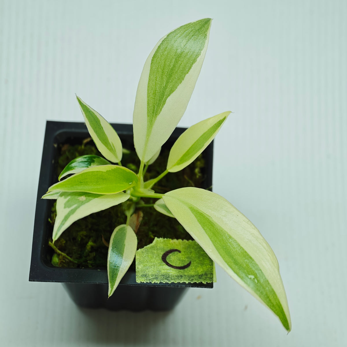 Philodendron longilobatum Albo Variegated