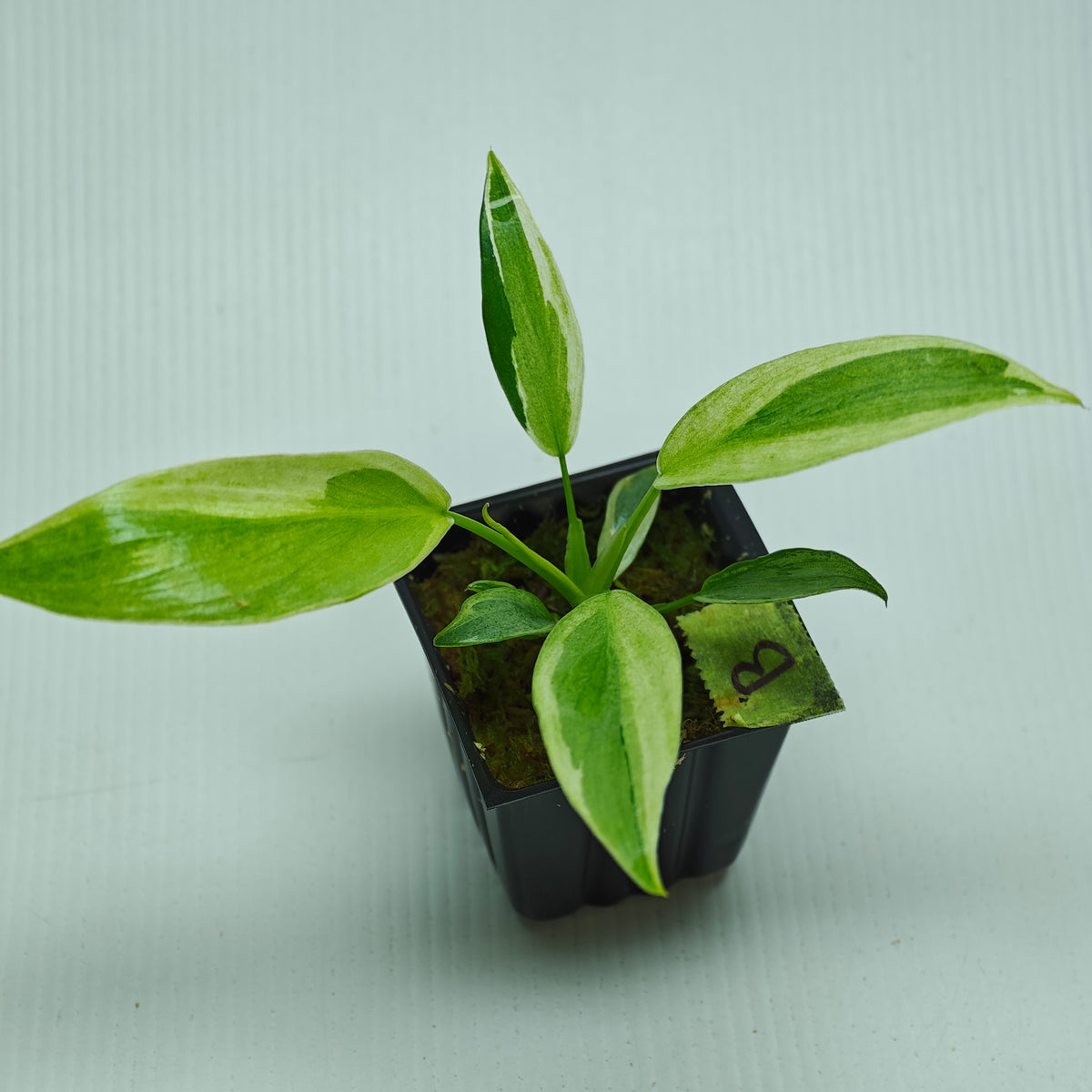 Philodendron longilobatum Albo Variegated